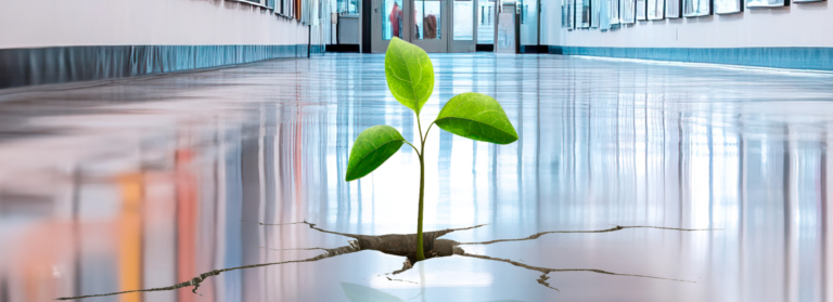 concrete foundation with a crack and a tree growing out of the crack